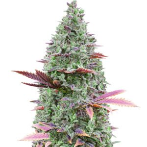 gorilla glue 4.jpg