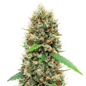 white widow auto strain.jpg